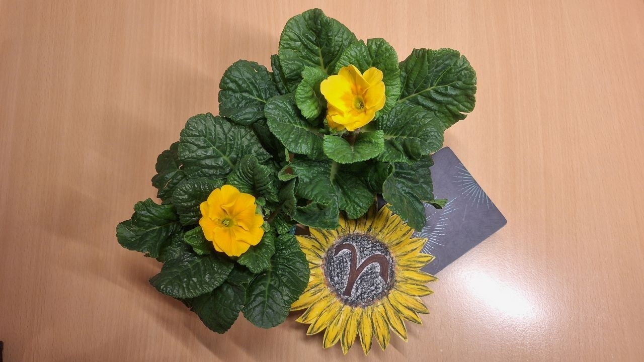 🌻💖Beran ♈ březen 2026 - Připravte se na transformaci a změny ve vašich životech 🌺🌼💖🌻