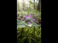 Water Droplet Lens Effect