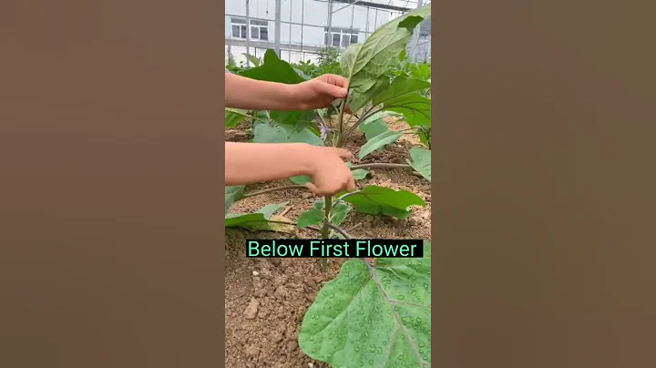 Eggplant Farming Techniques      Remove Side Branches #satisfying #short - DayDayNews
