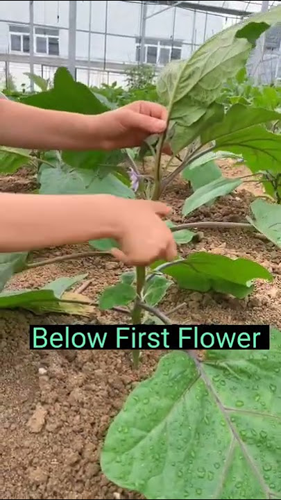 Eggplant Farming Techniques Remove Side Branches #satisfying #short