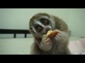 リンゴを食べるスローロリス　#121