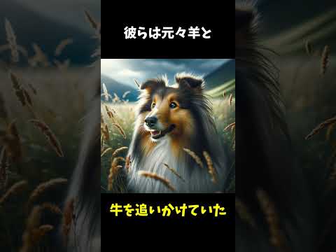 あまり知られていないシェットランド・シープドッグさんの雑学