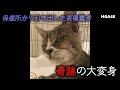 保健所から引き出した負傷猫が奇跡の大変身！ボサが見せてくれた"いのちの輝き"