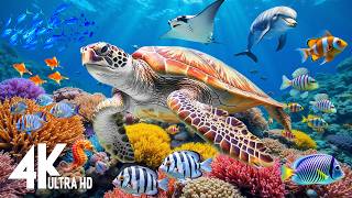 Ocean 4k - Sea Animals For Relaxation, Beautiful Coral Reef Fish In Aquarium - 4k Video Ultra Hd #44