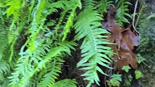 Brainy Bee Hike Through Forest Park Oregon