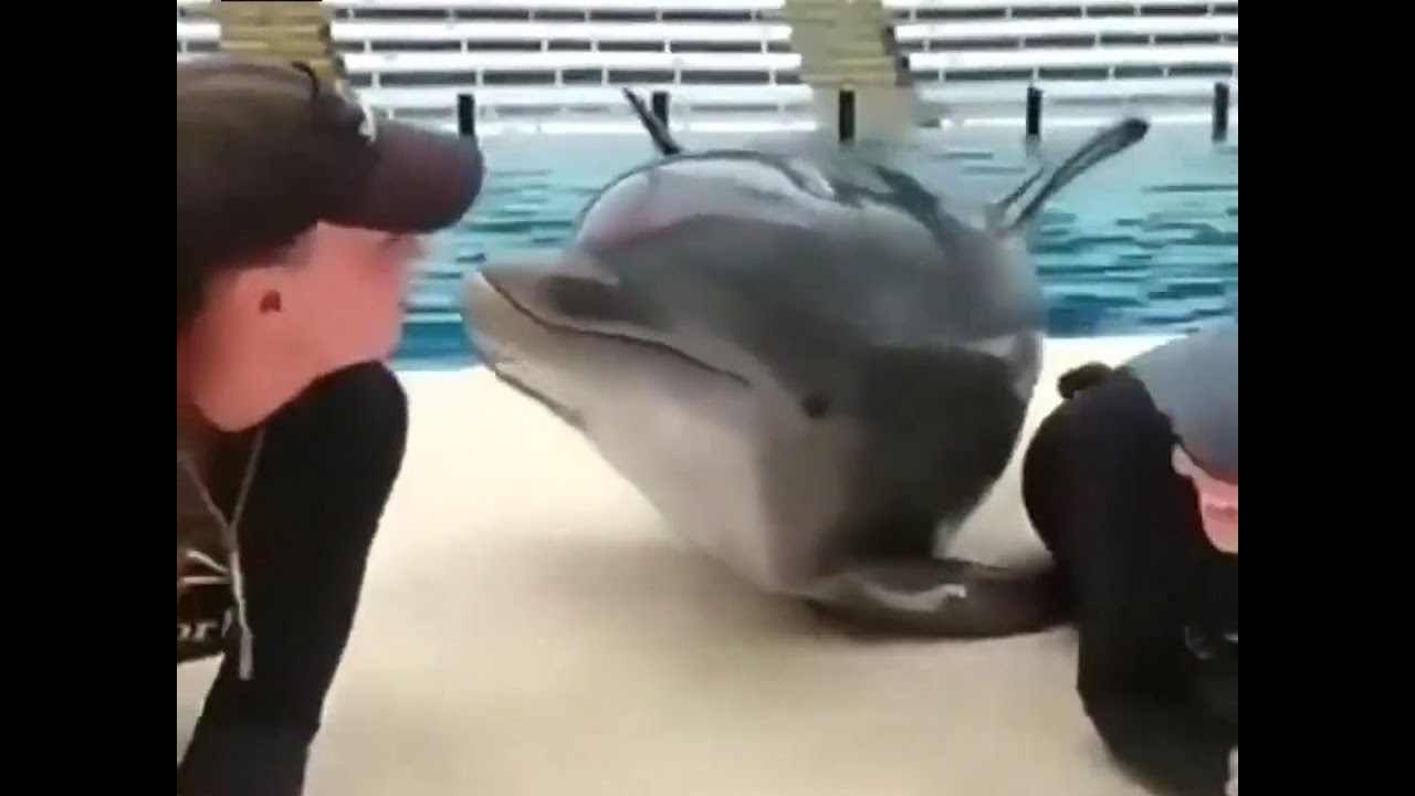 Cute Dolphin kissing girls