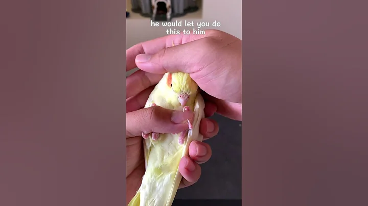 If a Bird Trusts You, He'll Let You Do This To Him - DayDayNews