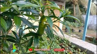 bunyi ulat / suara ulat sebenar - kajian sains serangga