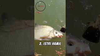 Kalau Sering Mancing, Mitos Mana yang Paling Sering Kamu Dengar?
