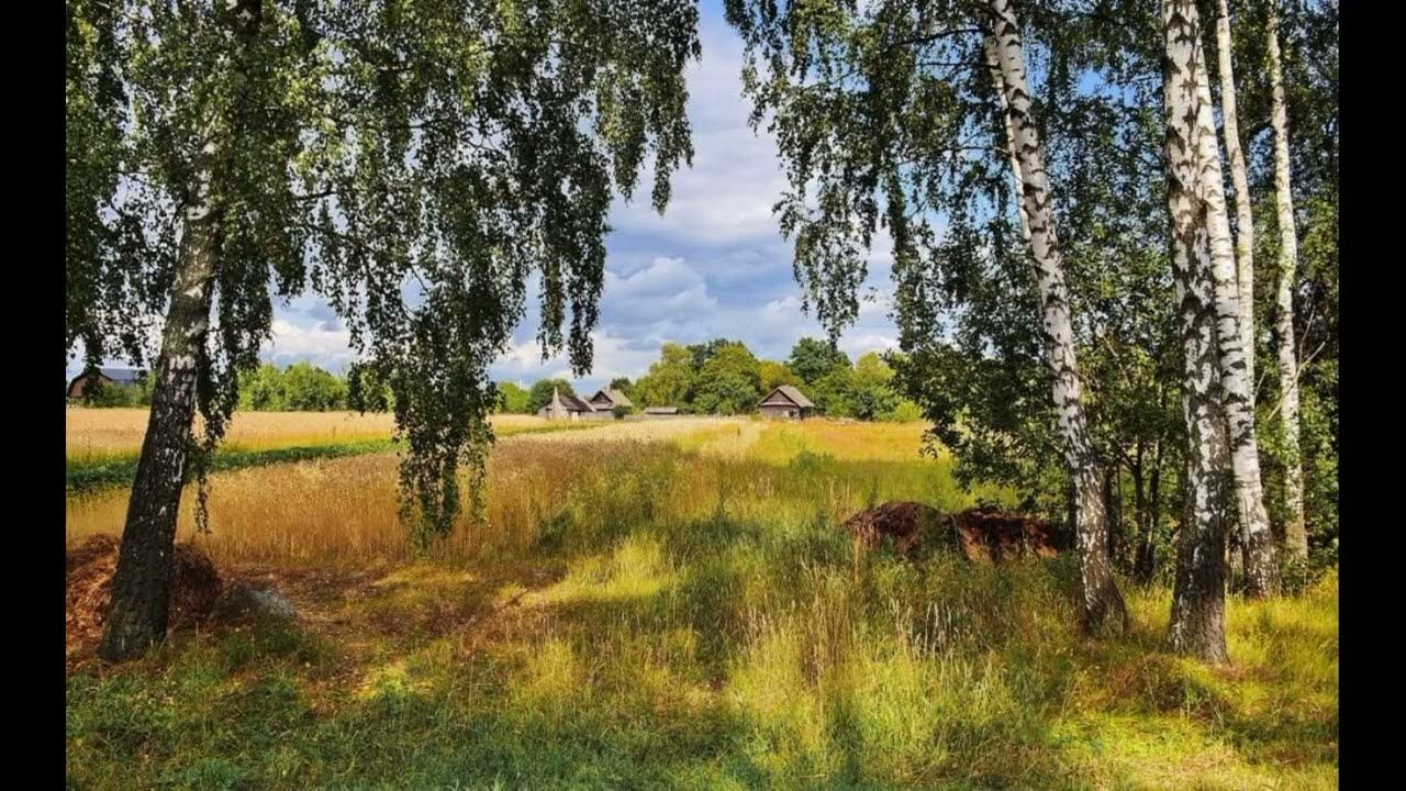 деревня березы березы стога. родина. удмуртия холмистая равнина. республика мордовия природа. русская природа.
