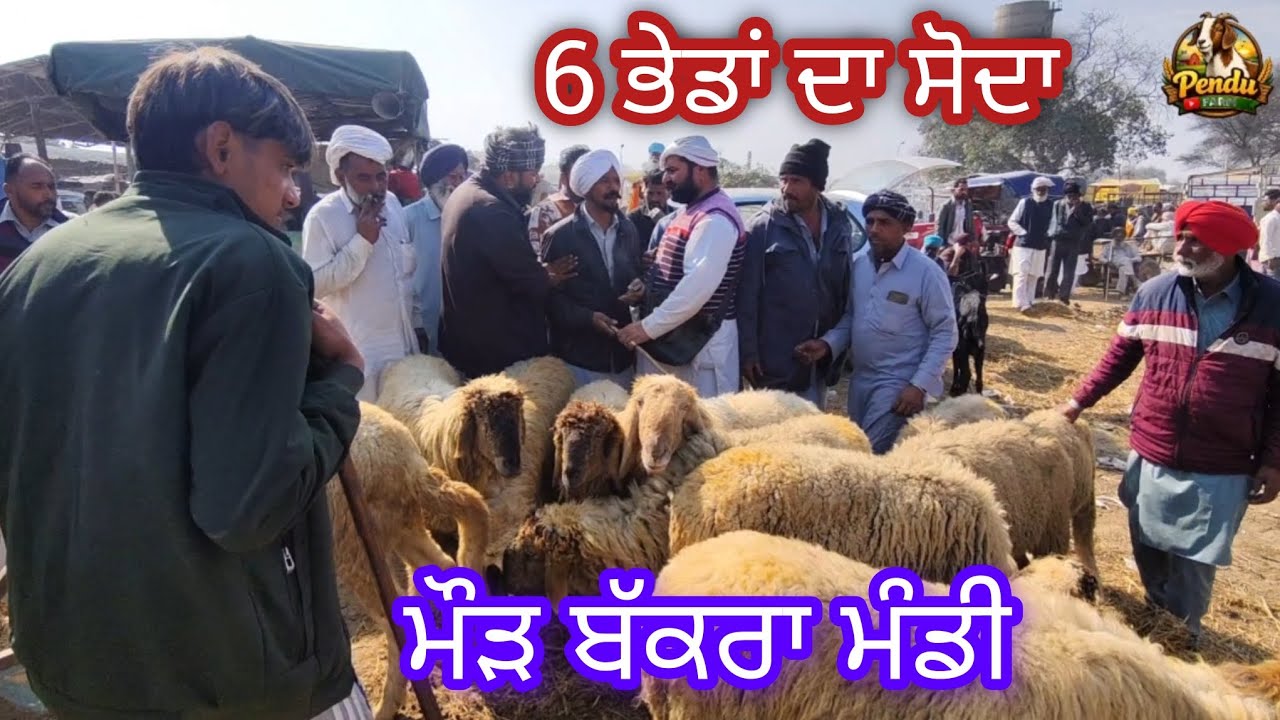 6 ਭੇਡਾਂ ਦਾ ਸੋਦਾ Maur Bakra Mandi #rajudirba #goatfarming #live_sauda #farming #dairyfarm #najir 