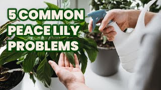 5 Common Peace Lily Problems