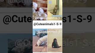 जानवरों के Gajab कारनामें 🤣 Wait pt-430 For End #shorts #funnyvideo #short