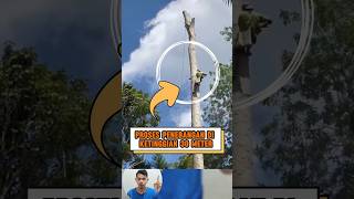 Proses penebangan pohon dari atas #shorts