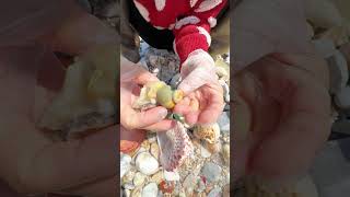 Sea Agate and Sea Crystal: Finding Hidden Treasures on the Shore and rare pearl