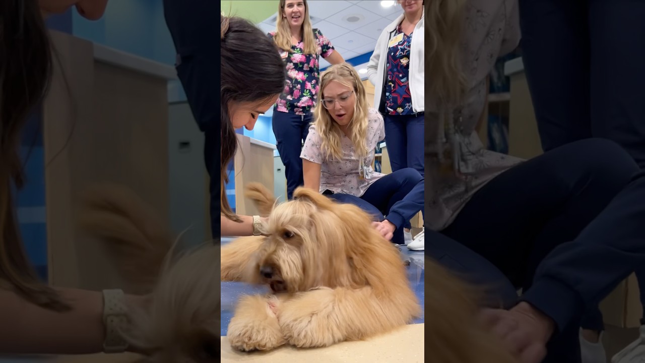 This is what the “Dog Effect” is.. #goldendoodle #therapydog #childrenshospital #spreadjoy