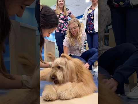 This is what the “Dog Effect” is.. #goldendoodle #therapydog #childrenshospital #spreadjoy