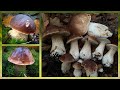 Steinpilze ohne Ende😍🍄 Boletus Edulis in Massen - Der Wahnsinn geht weiter im [November 2023]