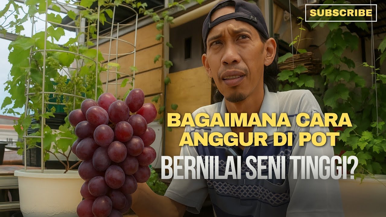 Begini Cara Bikin Anggur Di Pot Tampil Estetik