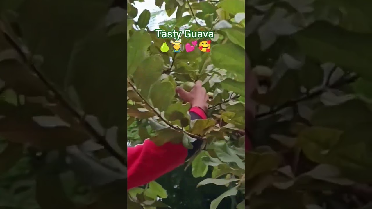 Tasty Guava🍐🧑‍🌾💕🤗 