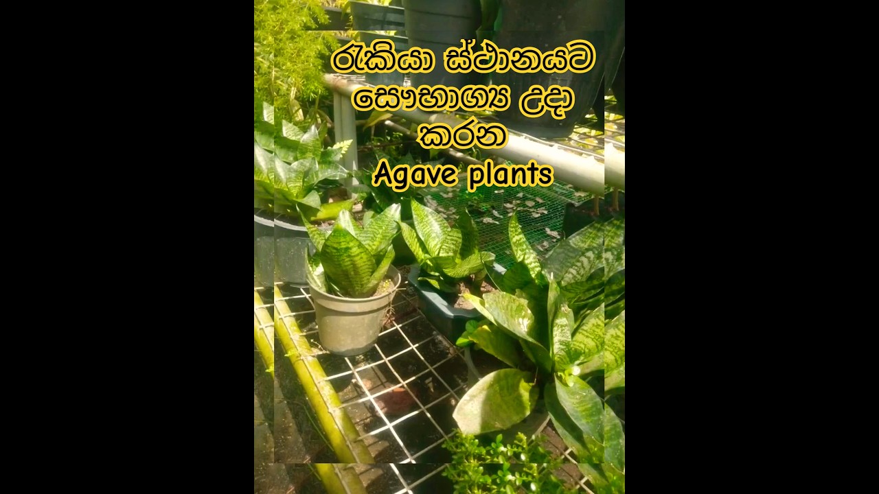💫ප්‍රබල ශක්තීන් ආකර්ෂනයට ව්‍යාපාර ස්ථාන දියුණුවට ✔️තවාන පැළ සමග වෙනස අත්විදින්න #agaveplant#everyone