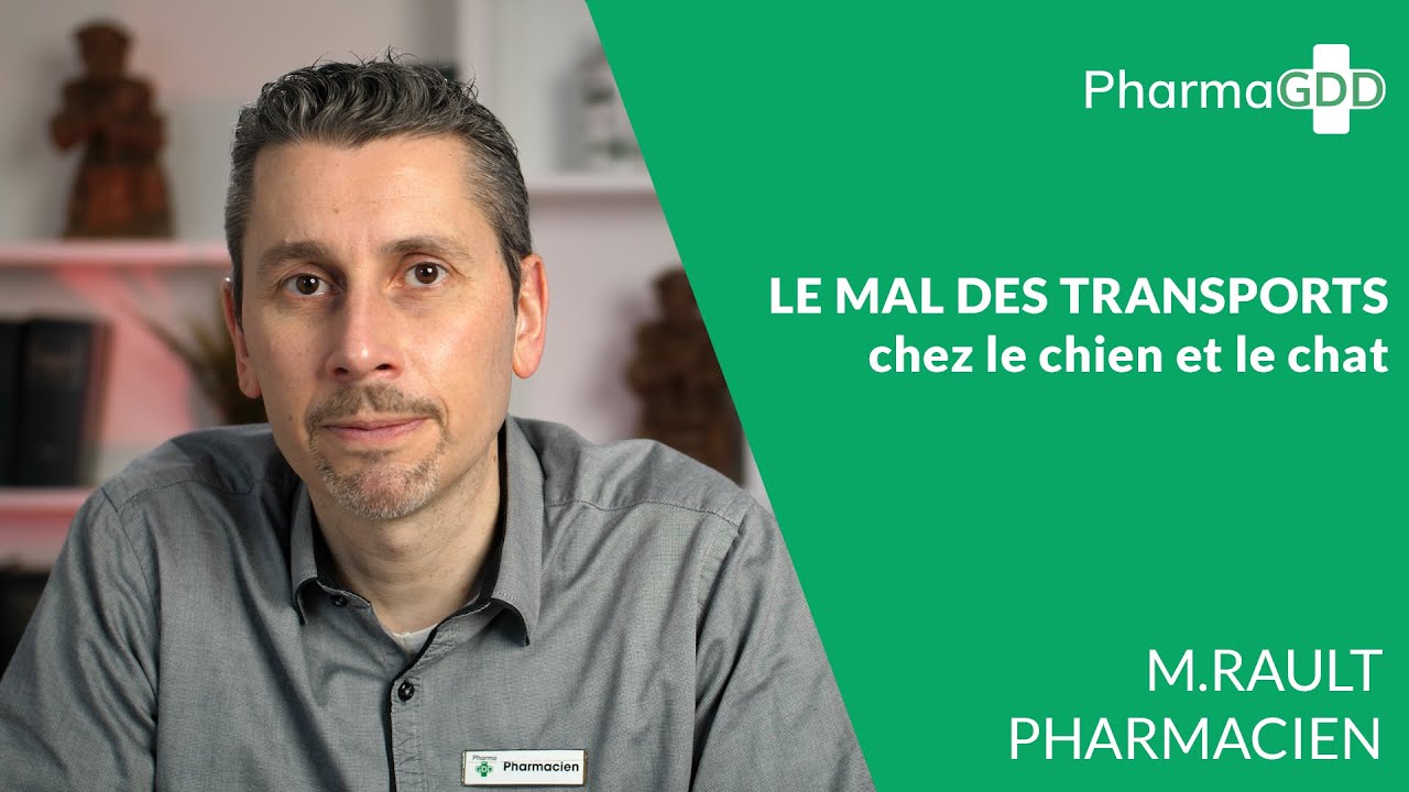 Mal Des Transports Chat Et Chien Traitement Pour Vomissement En Ligne
