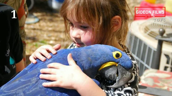 Top 5 Best Parrot in the World | Most Beautiful Parrot in the World | Biggest Parrot in the world.