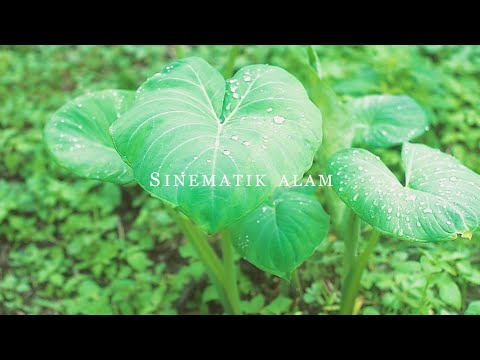 [FREE] NATURE CINEMATIC BACKGROUND MUSIC | SINEMATIK ALAM INDONESIA YANG INDAH