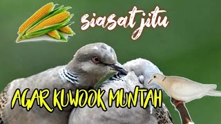 Cara Maksimalkan Suara ujung Anggungan PUTER PELUNG Agar KUWOK TEBAL/MUNTAH(Katuranggan_Surya pati)