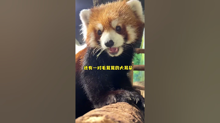 发明小熊猫的人真是个天才！ #小熊猫 #野生动物零距离 #萌宠出道计划 #小熊猫宝宝 #小熊猫就不是熊猫了吗