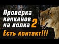 Проверка капканов на волка - Часть II. Подробно где и как установить капканы. Видео волк в капкане.