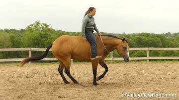 Shinesuzieshine***For info, price, etc., go to our website: ValleyViewRanch.net***