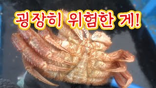 수심 140m에서 잡은 폭군!! 하지만 최고의 맛과 향!!! / A very dangerous crab!
