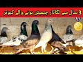 Golden  kamagar  neelay champion line kabootar  pigeons gallery 