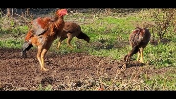 NOOB QAIB EJ COV TUB 10/11/2022