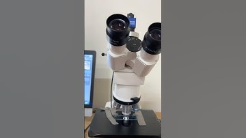 Visualisation of mushroom under microscope #microbiology