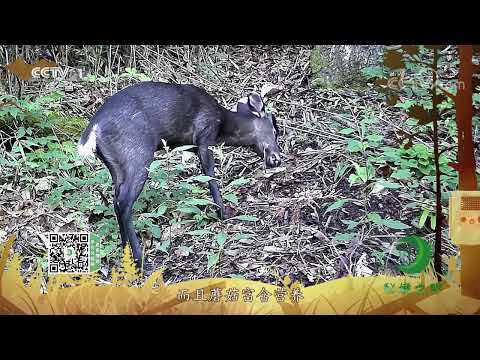《秘境之眼》 毛冠鹿 20230215| CCTV