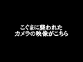 こぐまに襲われたカメラの衝撃映像