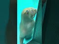 セイウチの赤ちゃん　　鴨川シーワールド