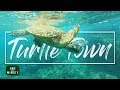 Maui, Hawaii Turtle Town - Snorkeling