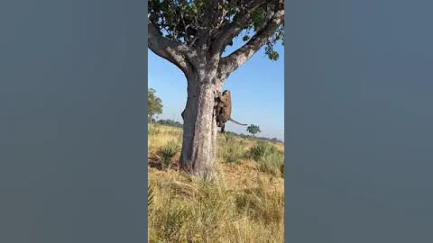Leopard FALLS ON Hyena | andBeyond Nxabega | WILDwatch - DayDayNews