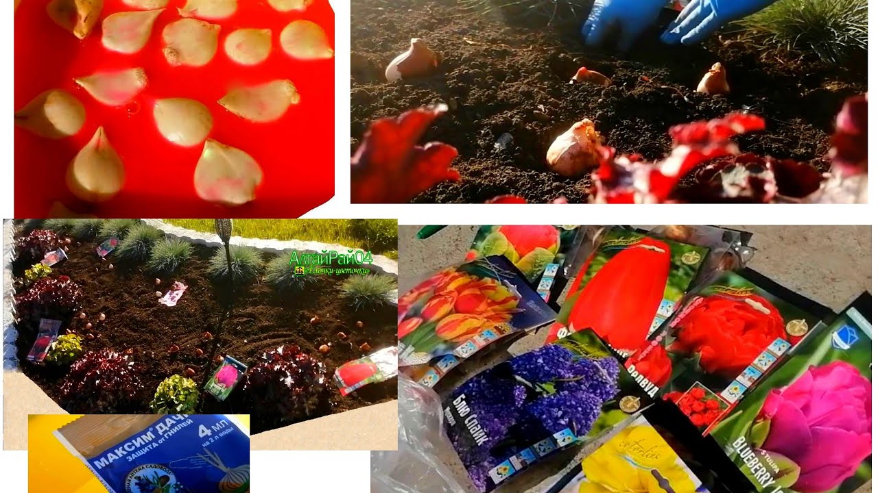 Посадка луковичных осенью. Тюльпаны, лилии, гиацинт, крокусы, озимый ...