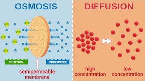 Movement Into and Out of Cells | O-Level | IGCSE | Edexcel | Biology | Studennect
