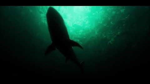 "Shark attack" (Unreal Engine 5 Showreel)