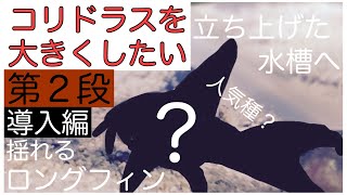 【コリドラスを大きくしたい】第２段　あの人気種のロングフィンを大きくします　導入編