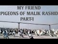 My friend pigeons of malik rashidspecial thanks part12