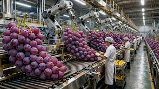 How Millions of Grapes are Processed & Packed Daily | Factory Tour