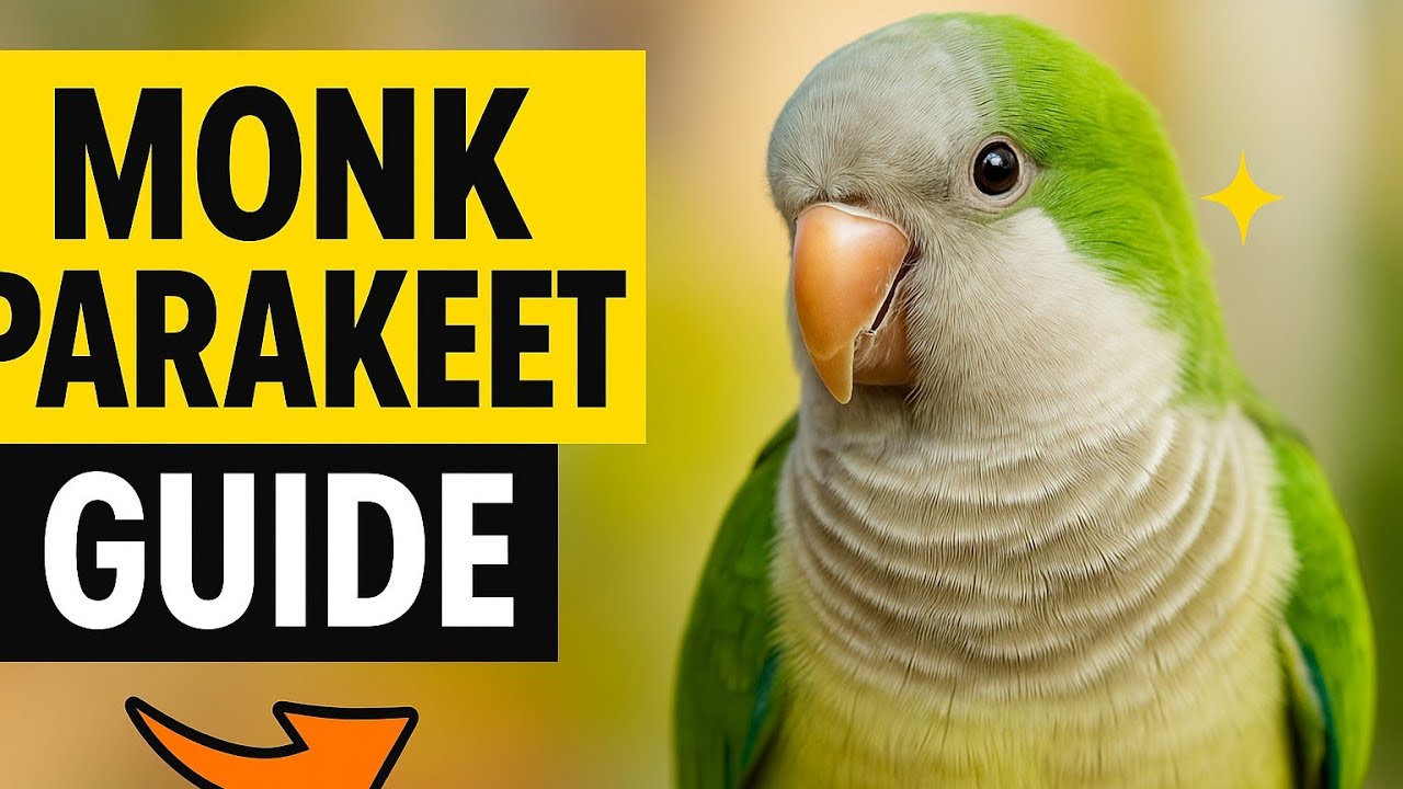 The Quaker Parrot EXPLAINED | Surprising Facts You Never Knew!