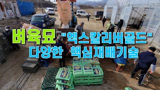 벼육묘 