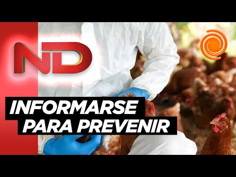 Video: Cómo sobrevivir a una pandemia de gripe aviar: 14 pasos (con imágenes)